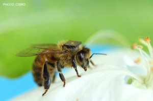 Bee_CSIRO_RFID asset intelligence