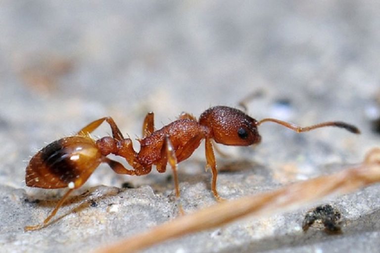 This image related to a blog post about how micro RFID tags are helping scientists understand ant decision making processes